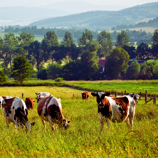 The Superior Fat: Suet vs. Traditional Tallow